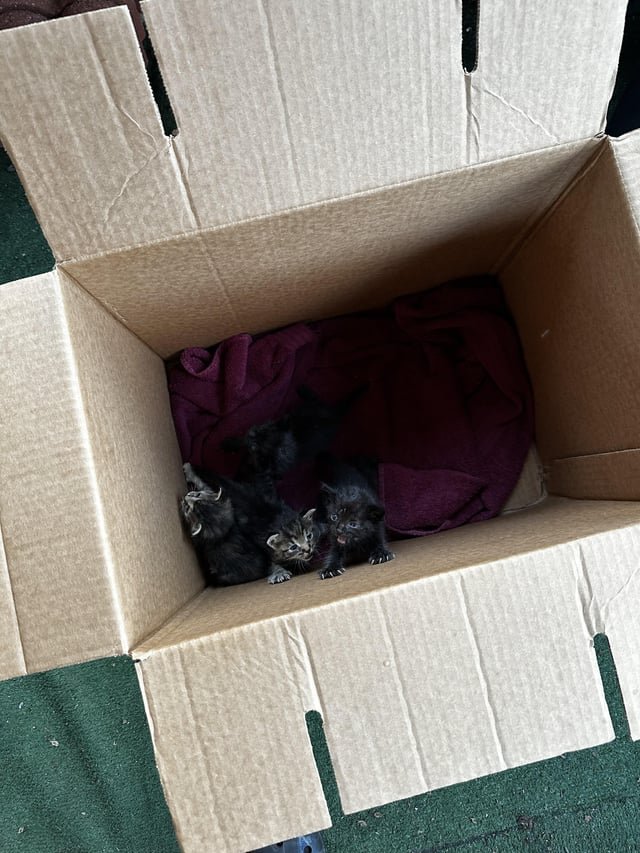 Found Cat in Detroit, Michigan — Stray kitten help?