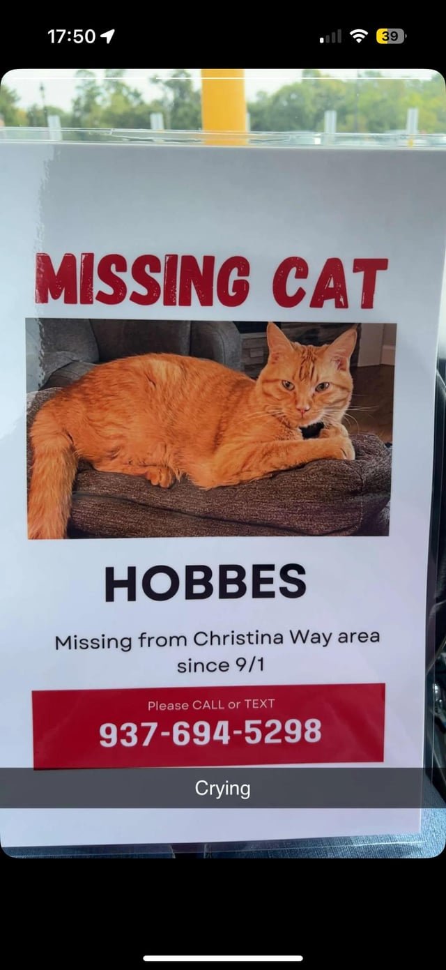 lost cat in Dayton, Ohio