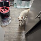 Lost Pet in San Antonio, Texas — If you've lost a cat, this is a reminder to update your contact info with the microchip company