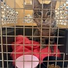 found cat in Dayton, Ohio