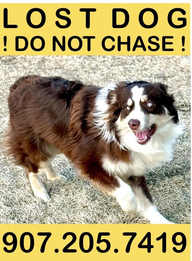 lost dog in Anchorage, Alaska