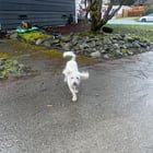 Found Dog in Seattle, Washington — Whose dog is this???