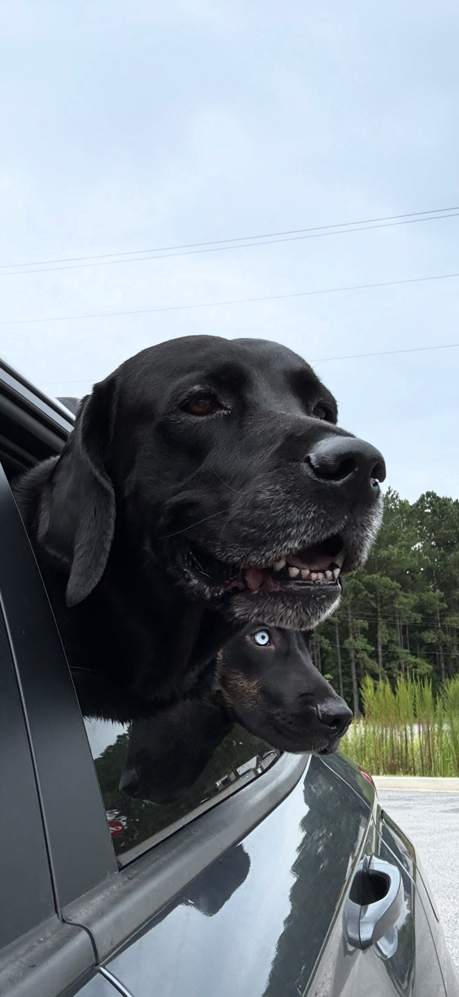 Lost Dog in Elgin, Illinois — listing photo
