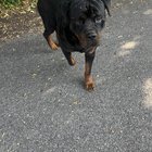 found dog in Dayton, Ohio