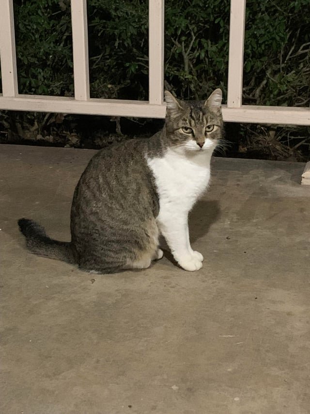 lost pet in Fort Worth, Texas