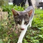 found cat in Austin, Texas