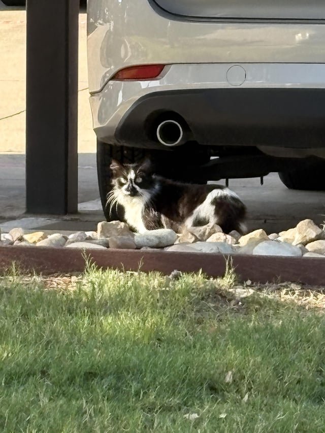 Lost Cat in Fort Worth, Texas — Potential found cat in Ridglea
