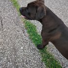 Lost Dog in Oklahoma City, Oklahoma — Dog found near Kelley and 63rd
