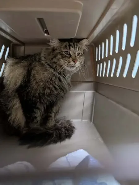 lost cat in Bountiful, Utah