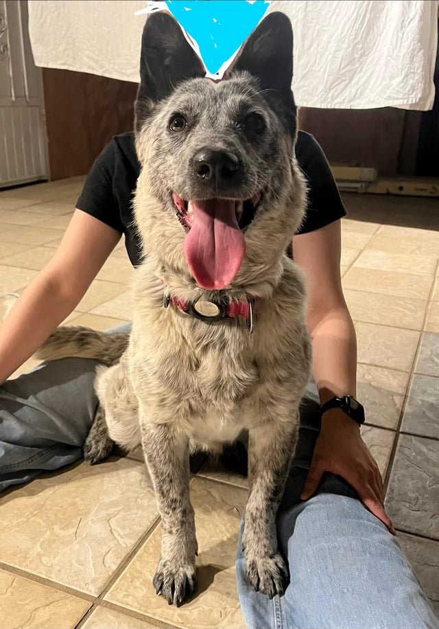 Lost Dog in El Paso, Texas — listing photo