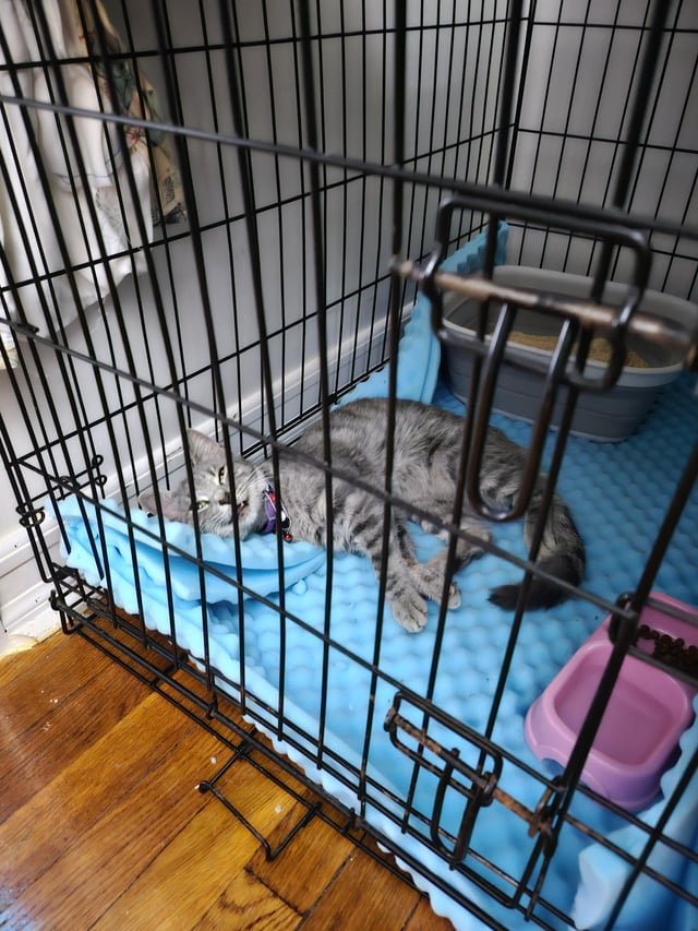 Found Cat in New York, New York — Update: cat in need of home-home found!!!!