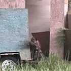 Lost Dog in K — listing photo