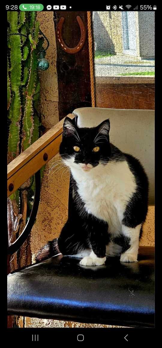 Lost Cat in Fountain Valley, California — listing photo