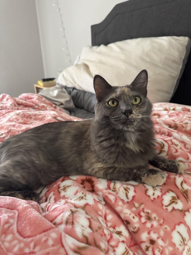lost pet in Orlando, Florida