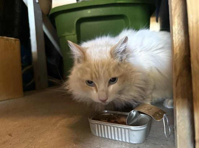 Found Cat in Albuquerque, New Mexico — listing photo