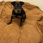 Found Dog in Albuquerque, New Mexico — Best dog you could ever ask for!!
