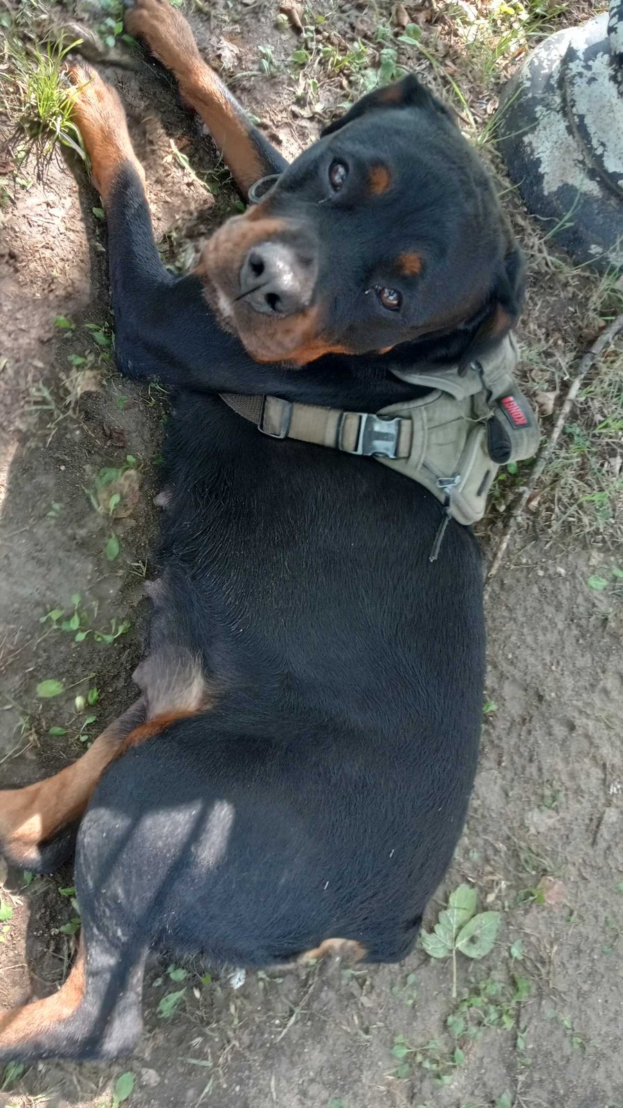 Found Dog in Balch Springs — listing photo