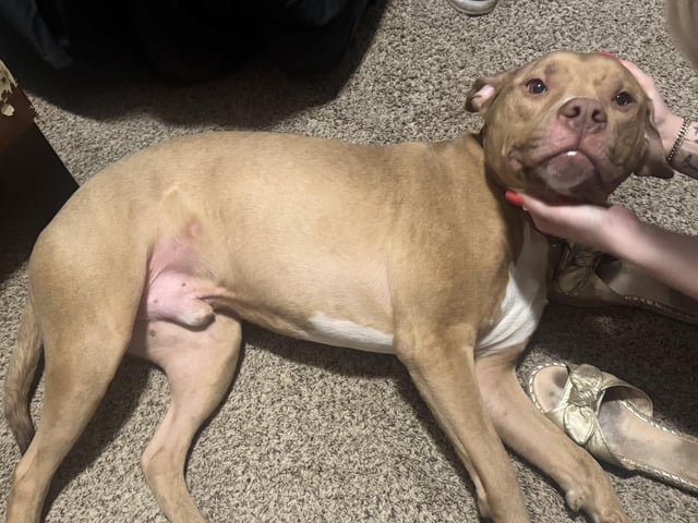Lost Dog in Columbus, Ohio — listing photo
