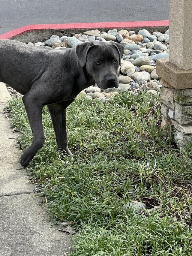 found dog in Sacramento, California