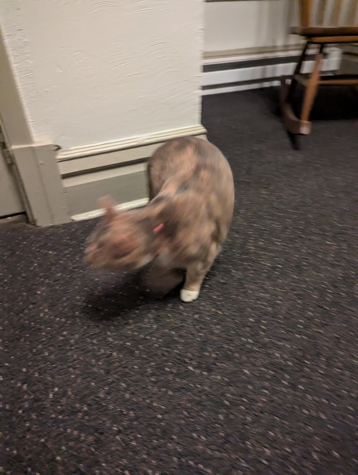 lost pet in Pittsburgh, Pennsylvania