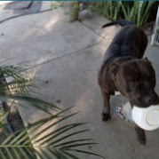 Lost Dog in Anaheim, California — listing photo