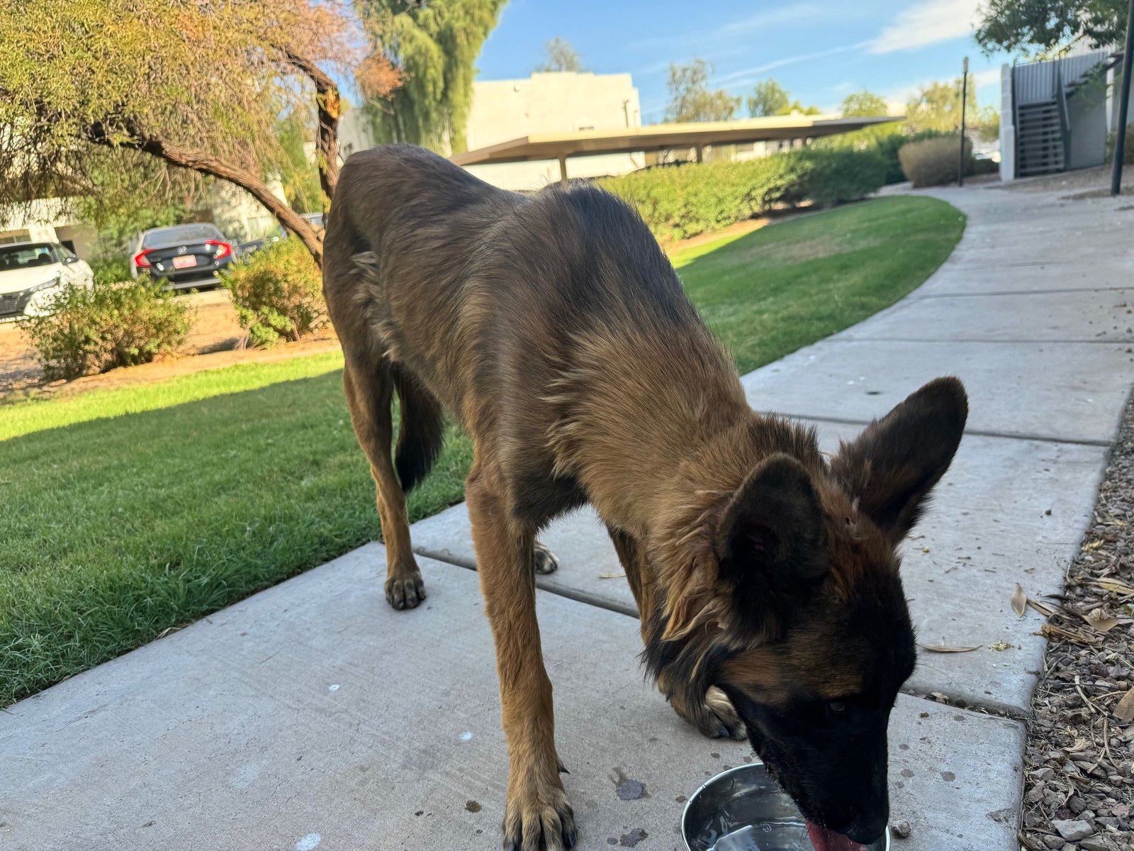 Found Dog in Goodyear, Arizona — listing photo
