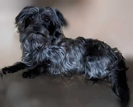 Lost Dog in Haltom City, Texas — listing photo