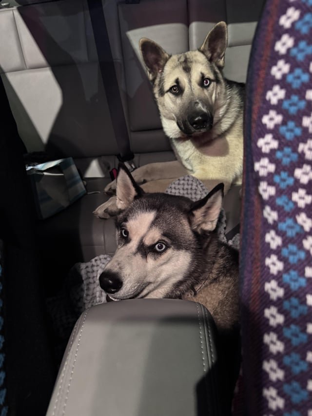 Found Dog in Nashville, Tennessee — listing photo