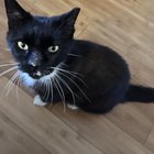 lost cat in Jacksonville, Florida