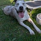 Found Dog in Baltimore, Maryland — listing photo