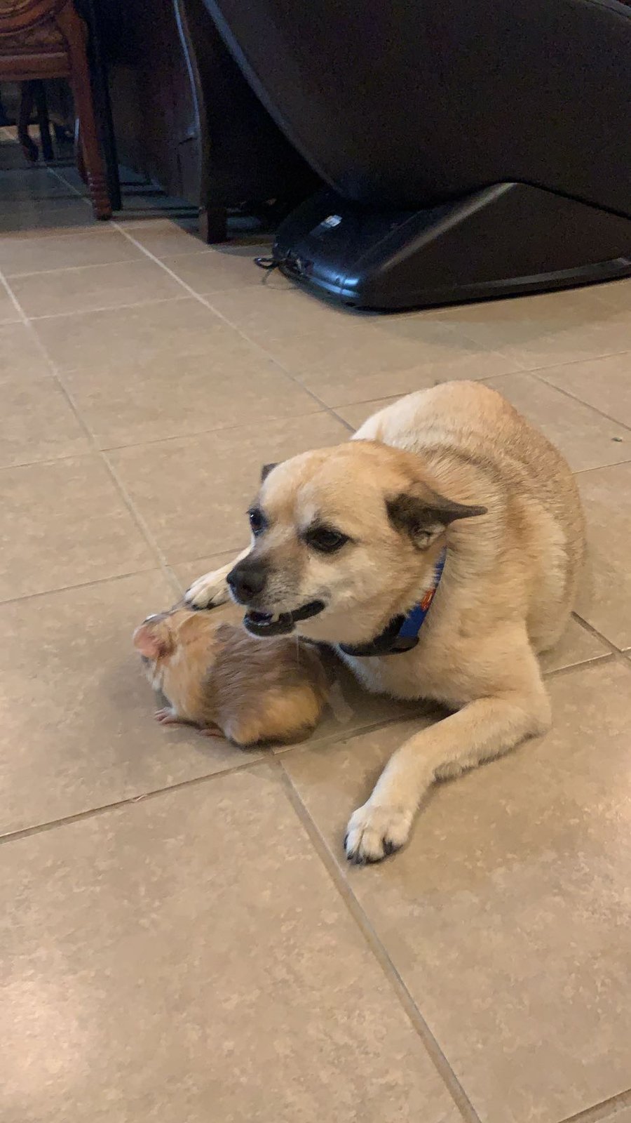 Lost Dog in Bakersfield, California — listing photo