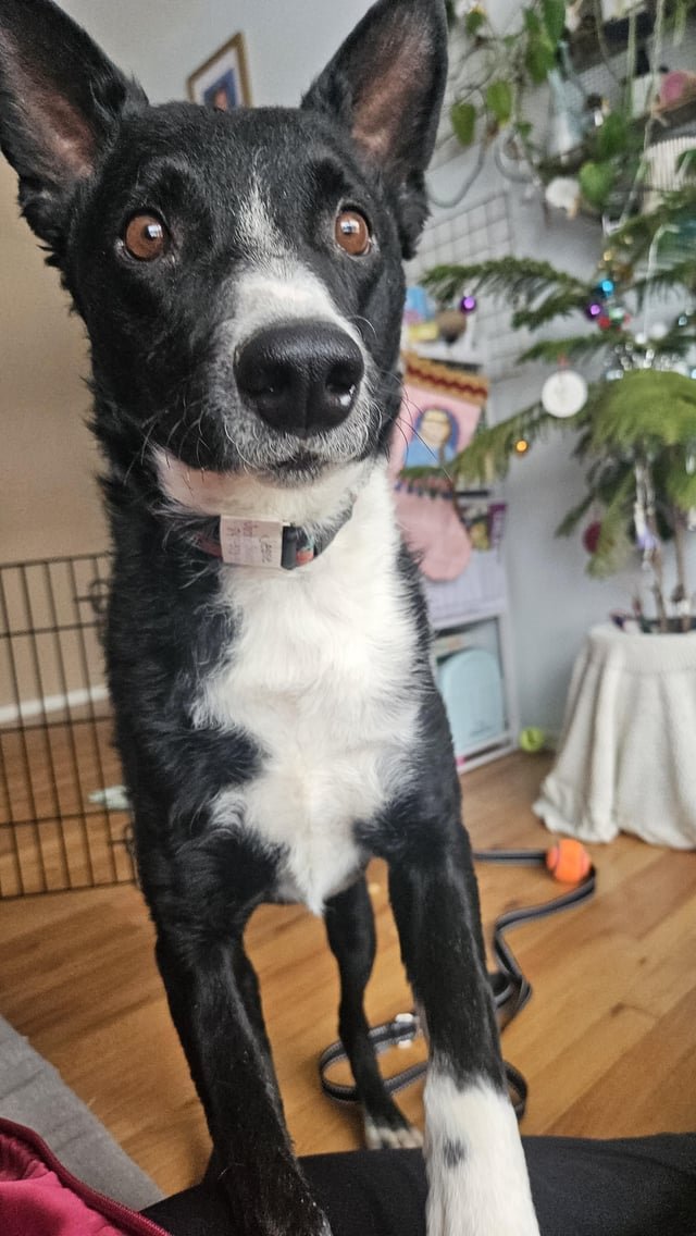 Lost Dog in Ann Arbor, Michigan — Fostering border collies in SE Michigan