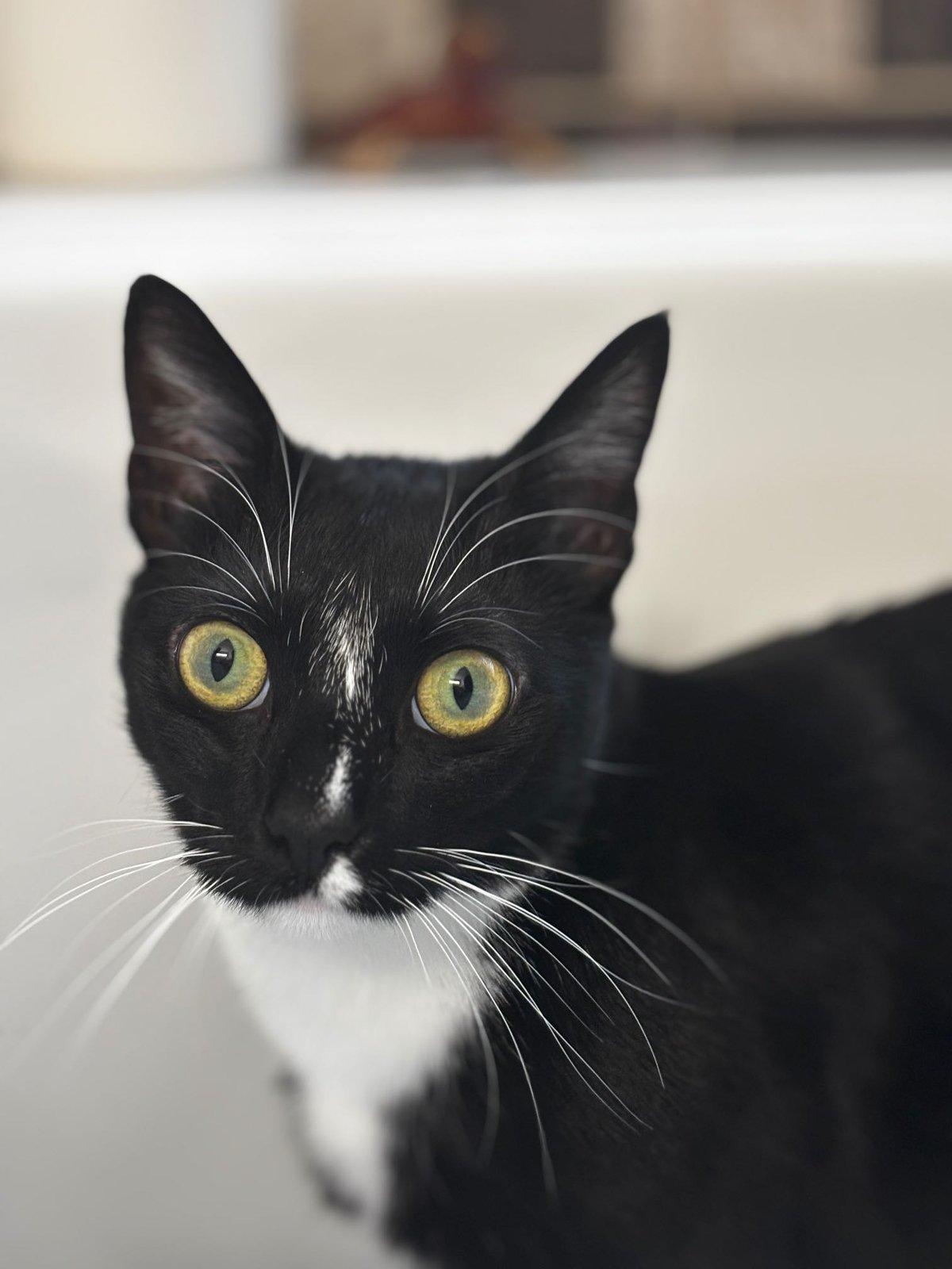 Lost Cat in Commerce City, Colorado — listing photo