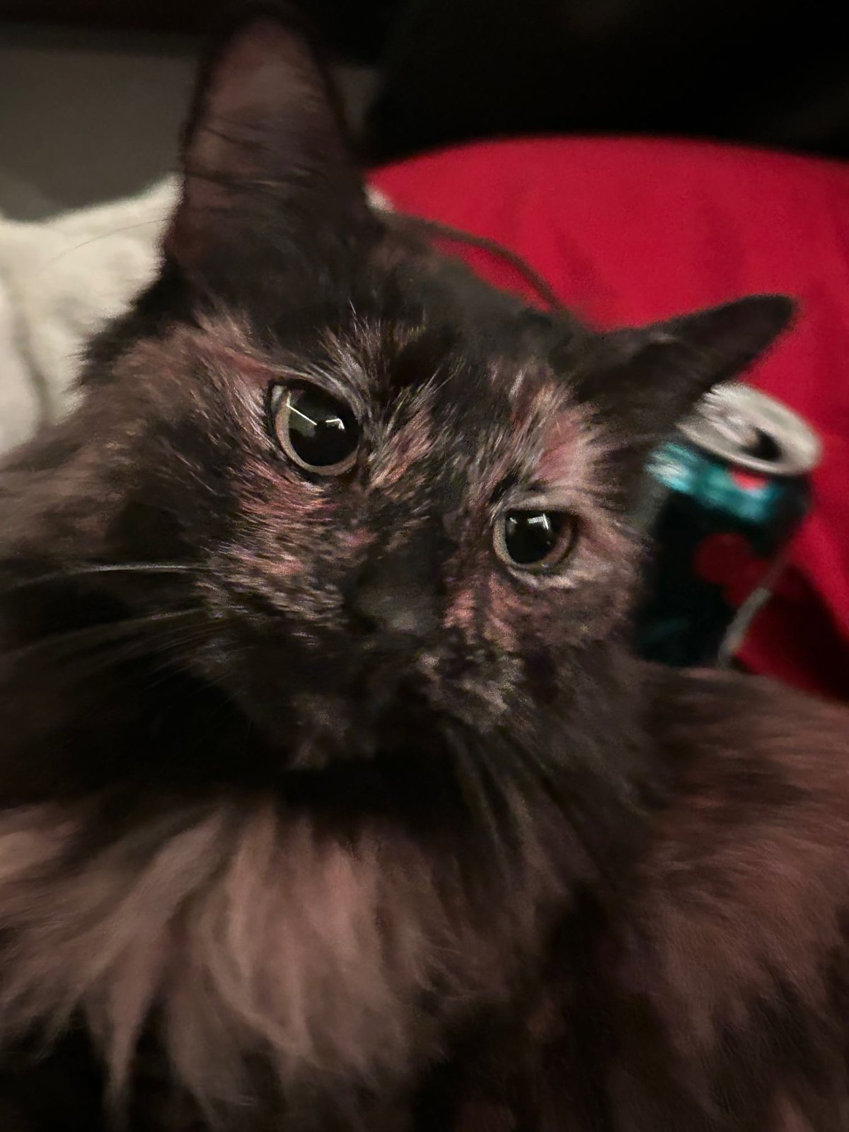Lost Cat in Orangevale — listing photo