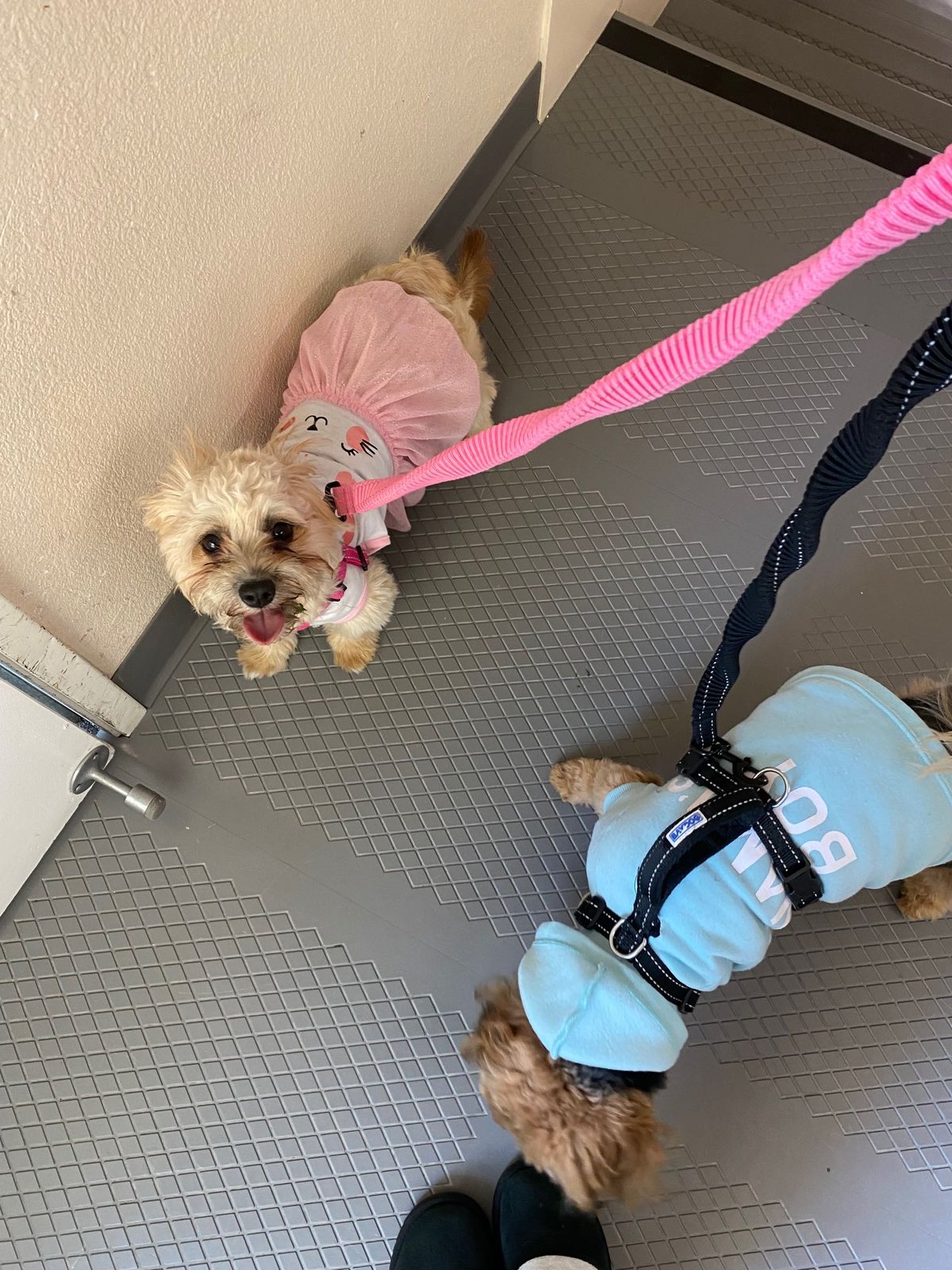 Lost Dog in Salinas, California — listing photo