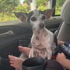 lost dog in San Antonio, Texas