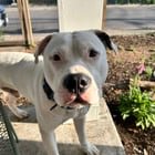 found dog in Austin, Texas