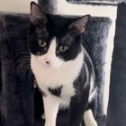 lost pet in Minneapolis, Minnesota