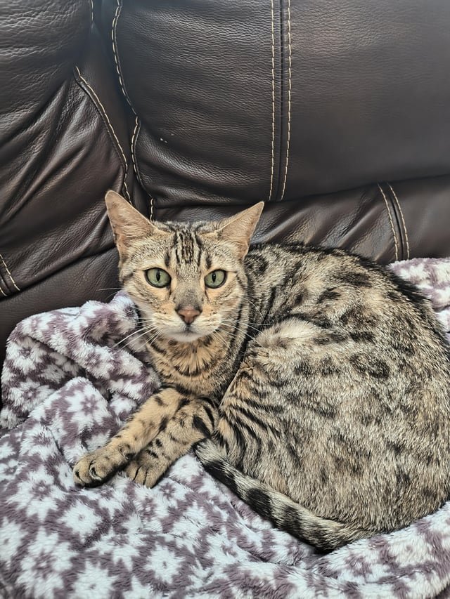 Lost Pet in Raleigh, North Carolina — listing photo