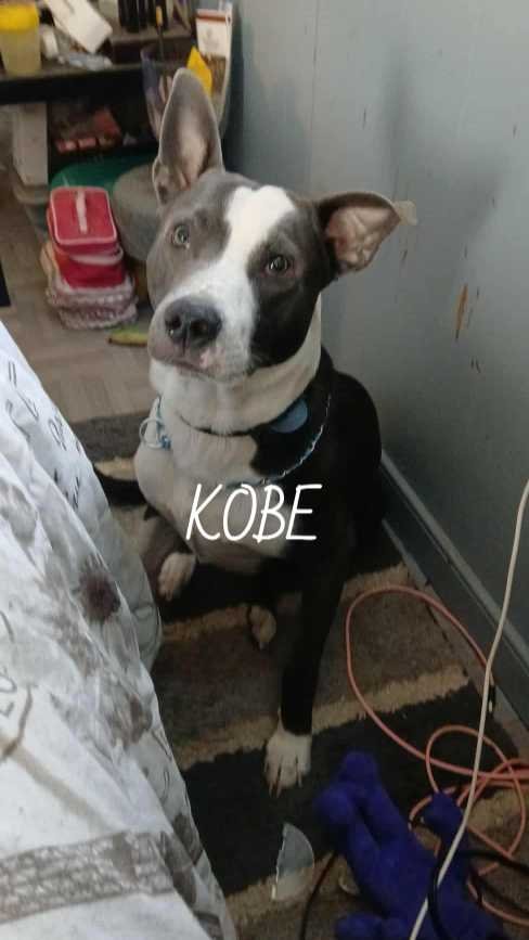 Lost Dog in Hillsville — listing photo
