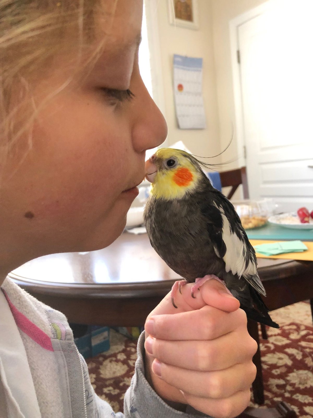 Lost Pet in Greenwood Village — listing photo