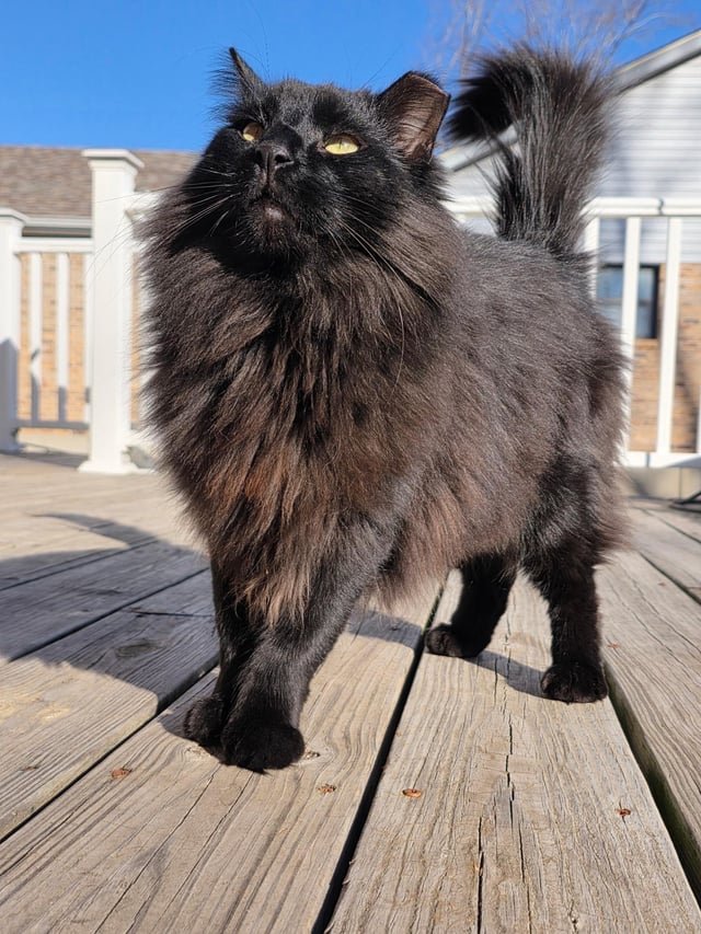 Lost Pet in St. Louis, Missouri — listing photo