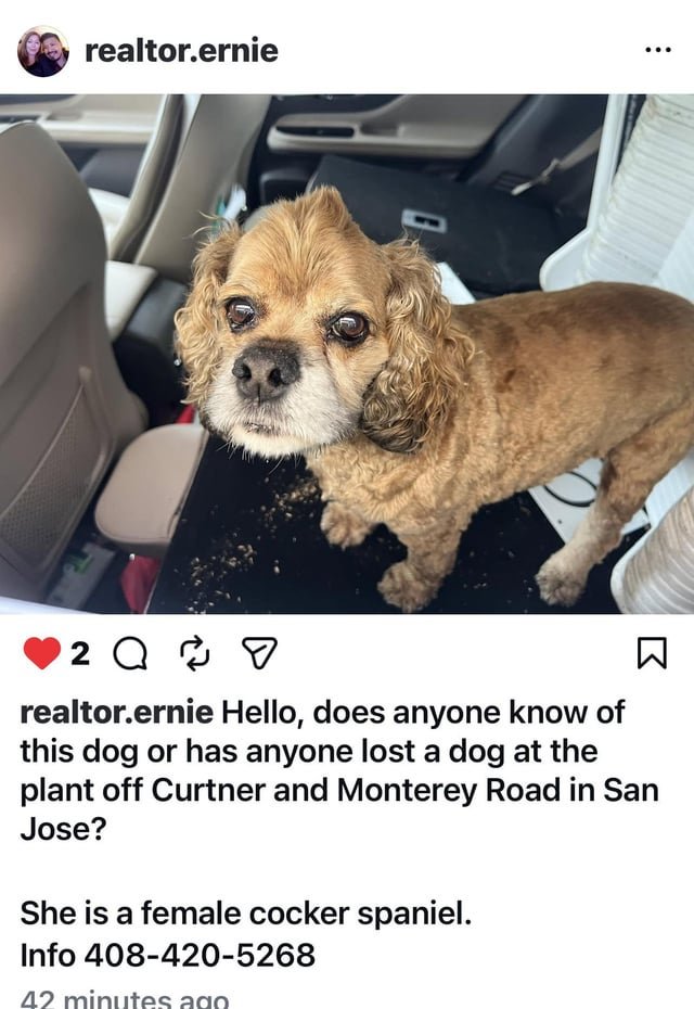 Lost Dog in San Jose, California — Dog anyone know who this dog belongs too. Must show proof it belongs to you.@