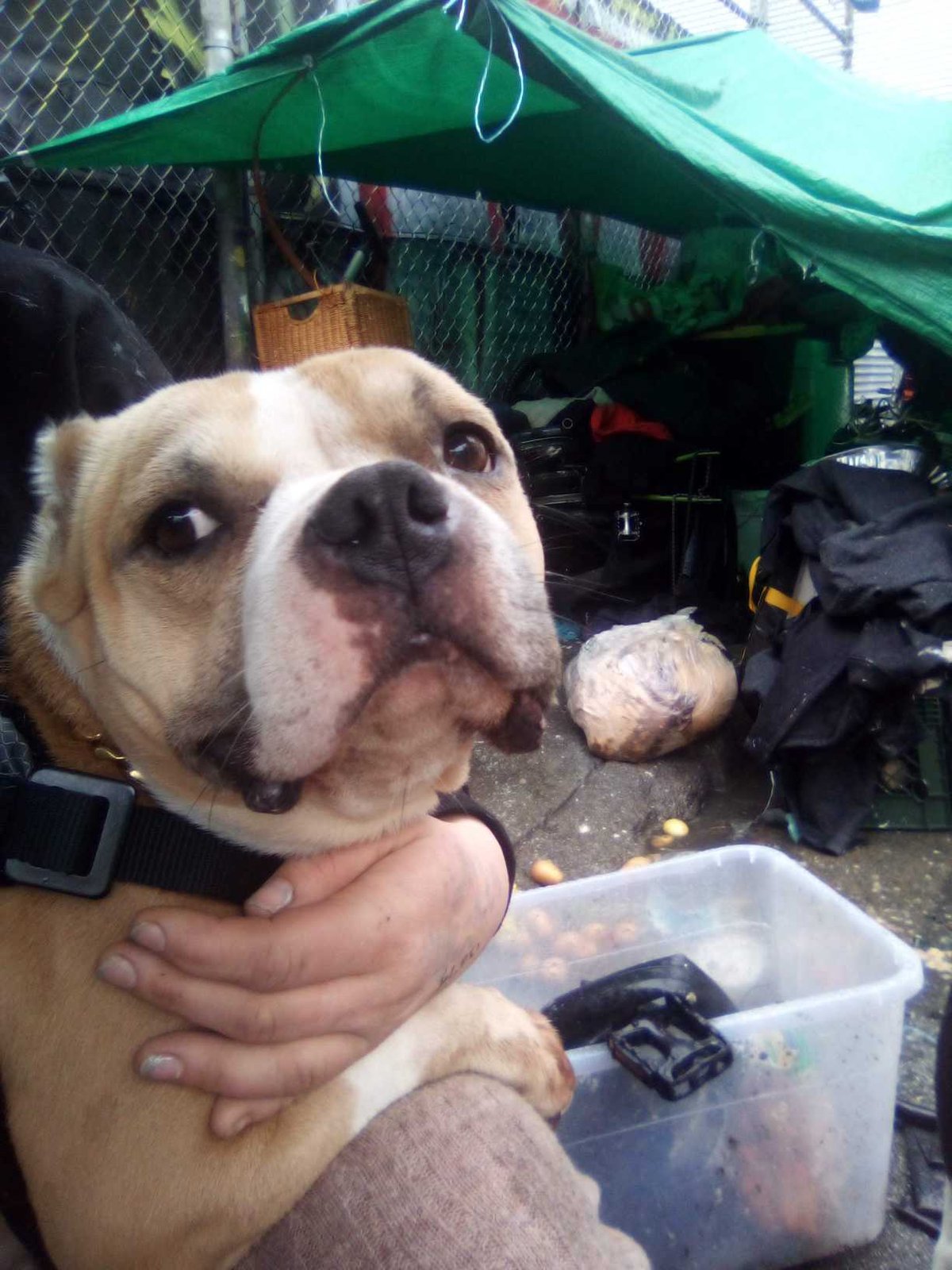 Lost Dog in San Francisco, California — listing photo