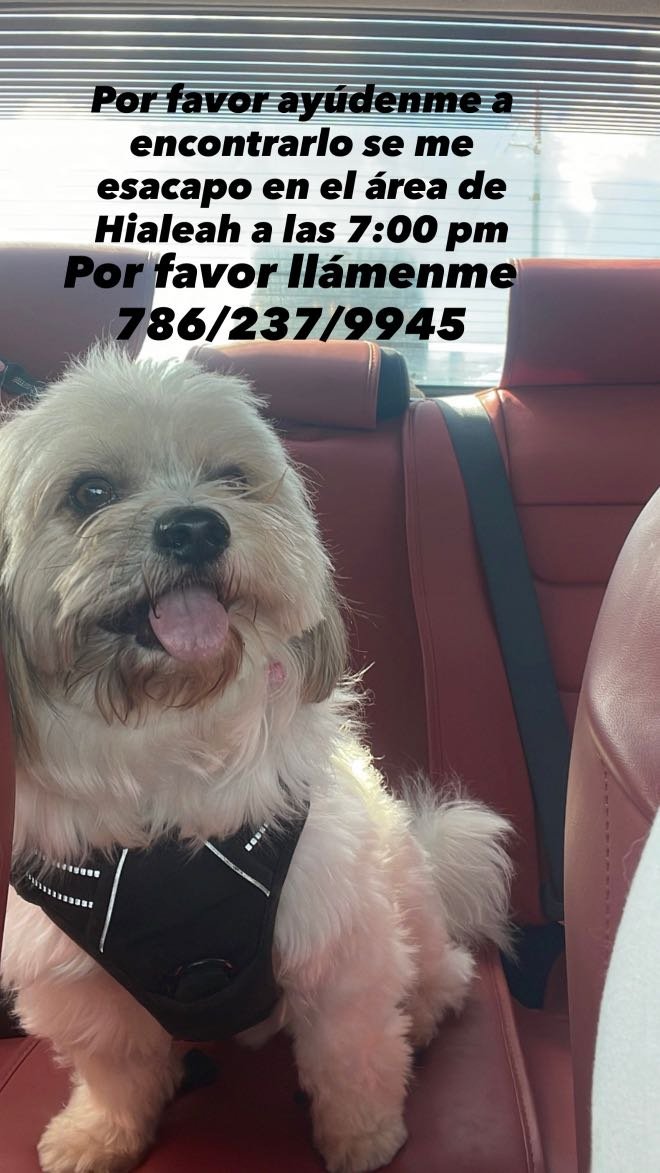 Lost Dog in Hialeah, Florida — listing photo