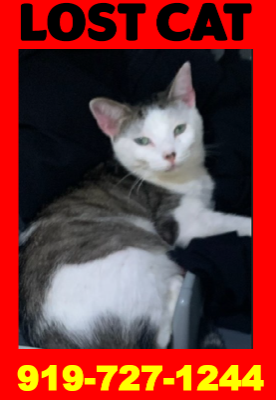 Lost Cat in Rockwell — listing photo