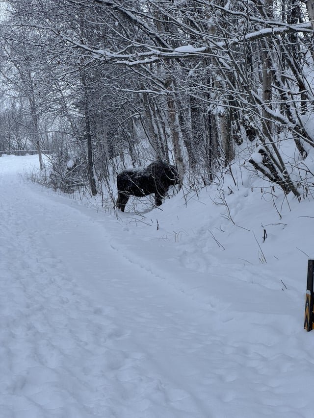Found Dog in Anchorage, Alaska — Dogs on Coastal Trail in winter