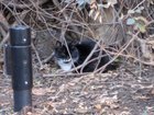 Lost Cat in Charlotte, North Carolina — listing photo