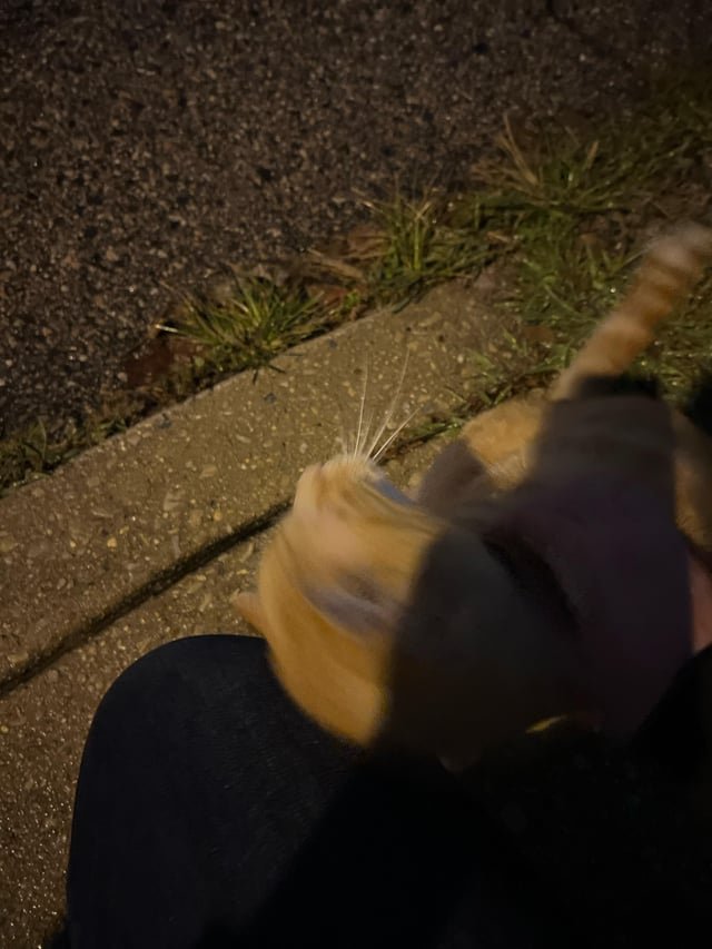 Lost Cat in Philadelphia, Pennsylvania — Anyone missing an orange cat in rox? Corner of Osborn and manayunk ave