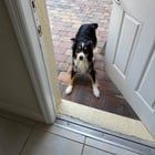Pet alert in Orlando, Florida — Foster or Forever Home Needed
